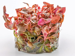 Lilablättriges Papageienblatt - Alternanthera reineckii 'Lila' in vitro